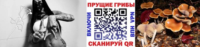 Псилоцибиновые грибы Cubensis где можно купить наркотик Катайск